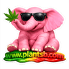 PlantsB